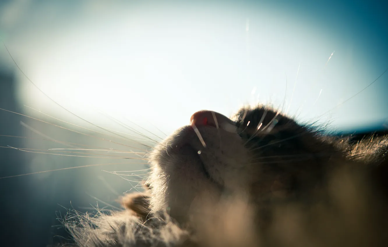Photo wallpaper cat, mustache, the sun, fluffy, window, sleeping