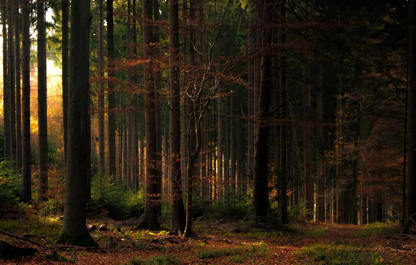 Photo wallpaper forest, light, trees, photo