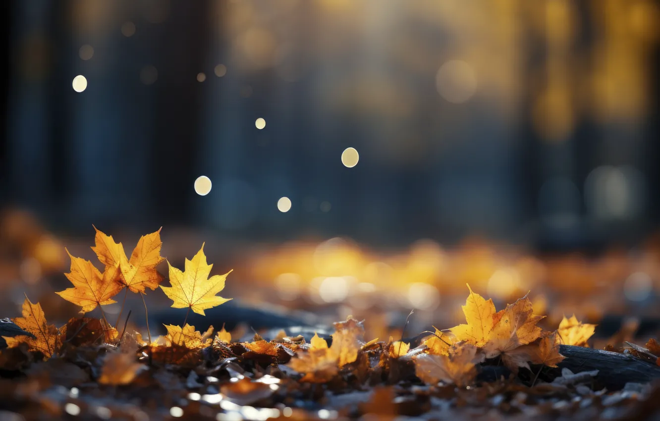 Photo wallpaper autumn, leaves, Park, background, forest, park, background, autumn
