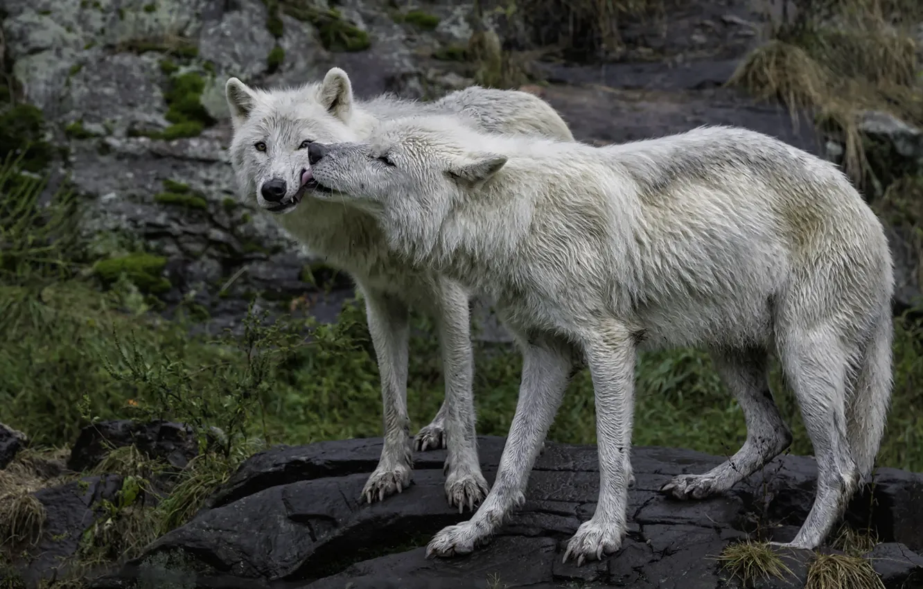 Photo wallpaper Wallpaper, predator, Polar Wolves