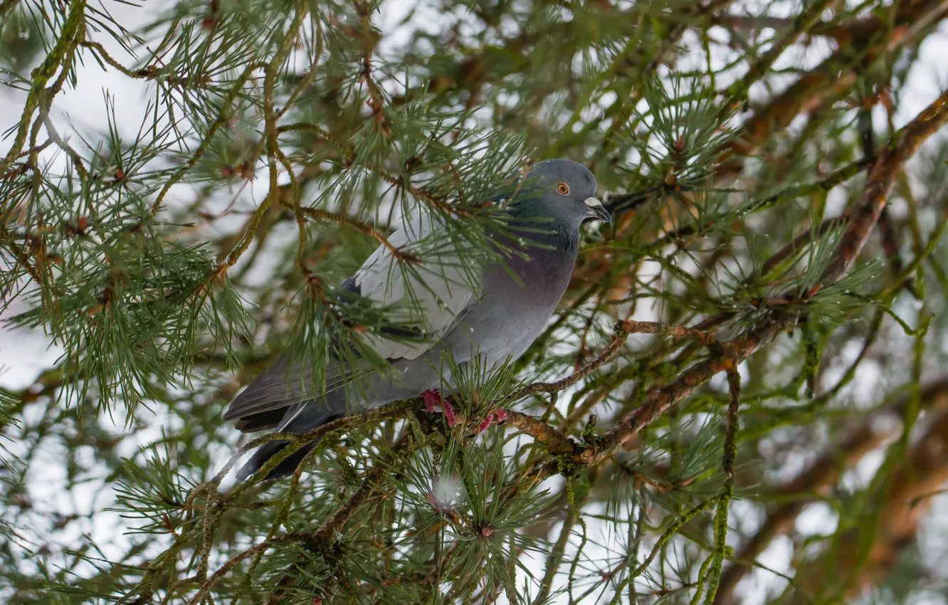 Photo wallpaper birds, tree, dove