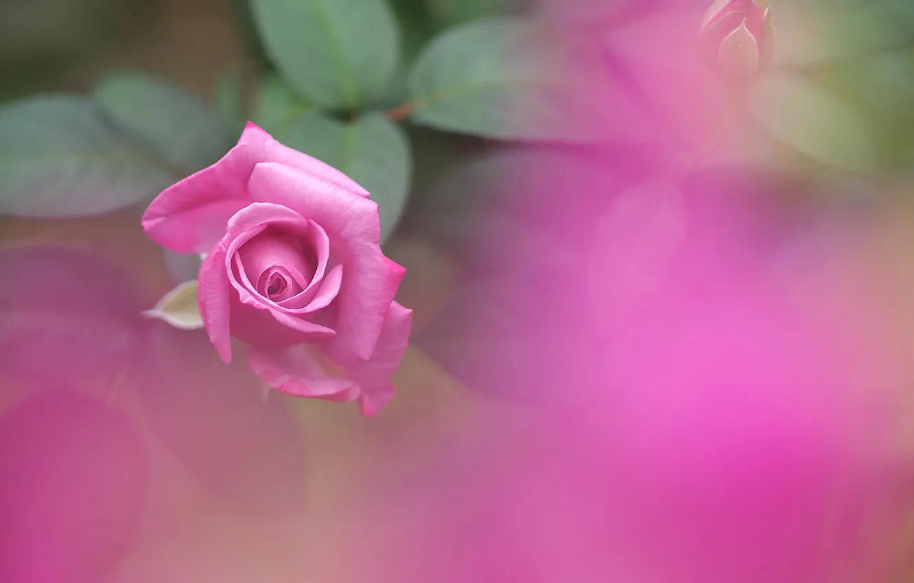 Photo wallpaper roses, blur, pink