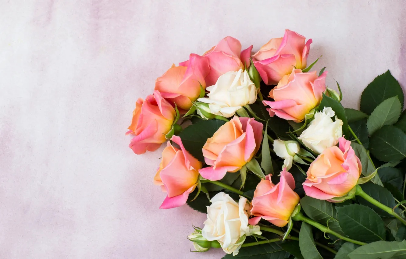 Photo wallpaper roses, bouquet, cream, pink, LAIMDOTA GRIVANE