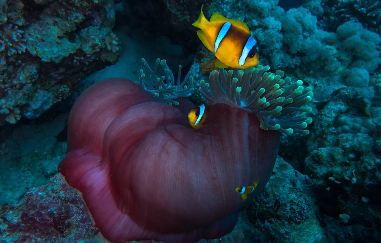 Photo wallpaper sea, anemones, clown fish