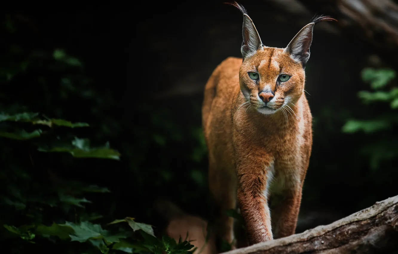 Photo wallpaper look, face, leaves, nature, the dark background, log, lynx, Caracal