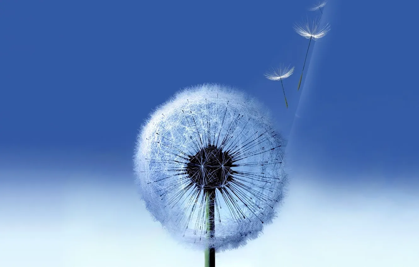 Photo wallpaper blue, background, dandelion, Galaxy, Samsung