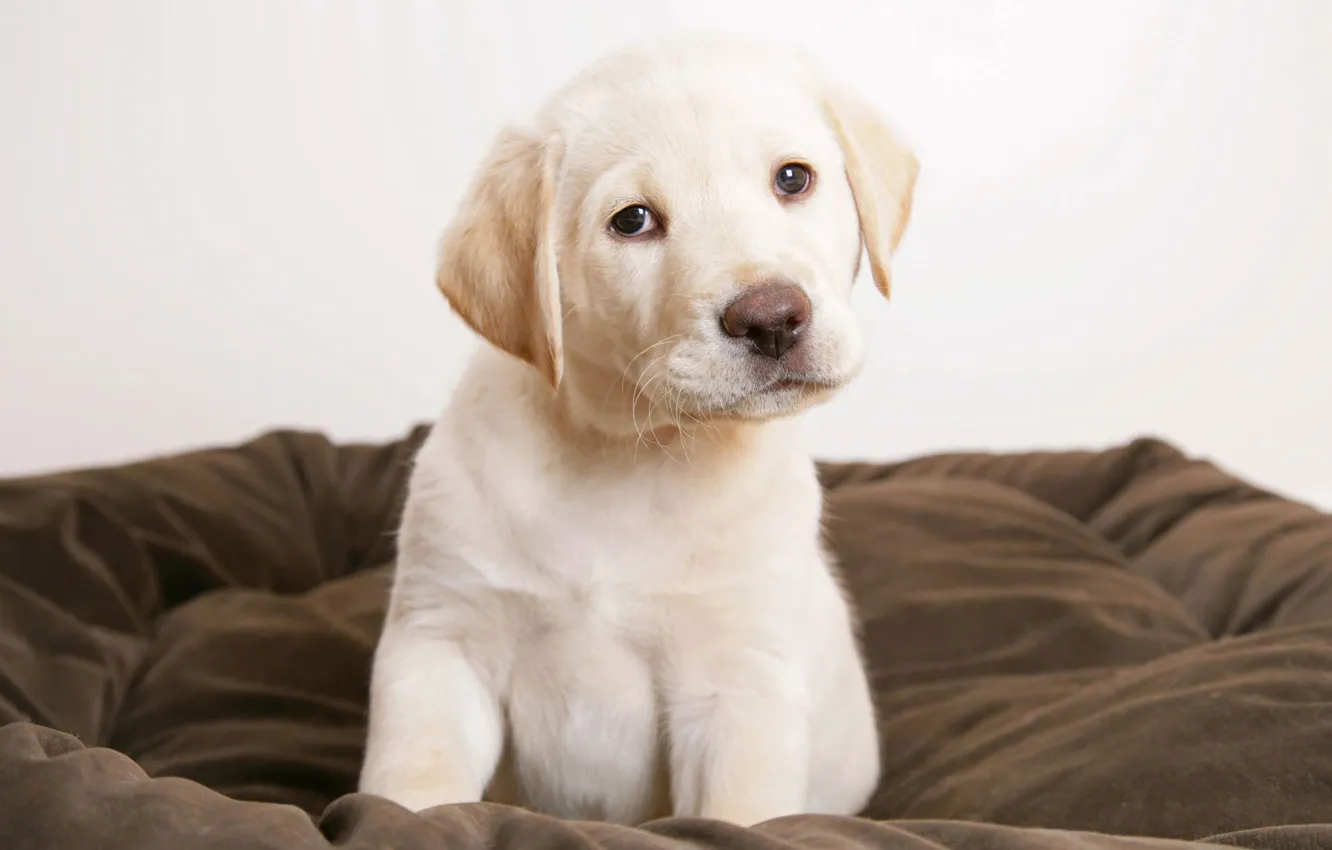 Photo wallpaper dog, puppy, Labrador