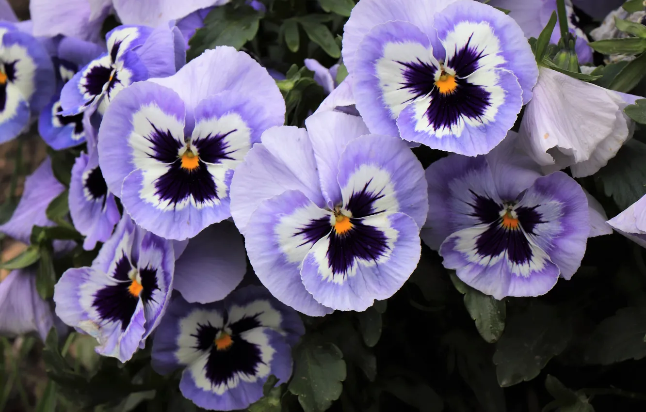 Photo wallpaper flowers, Pansy, flowerbed, lilac, viola