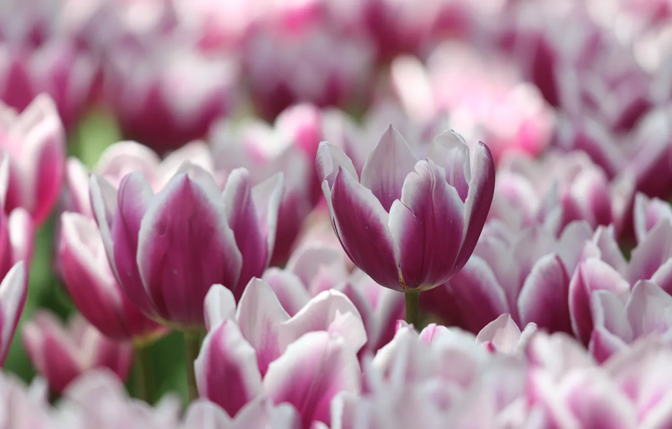 Photo wallpaper flowers, spring, tulips, pink, buds, striped, bokeh, two-tone