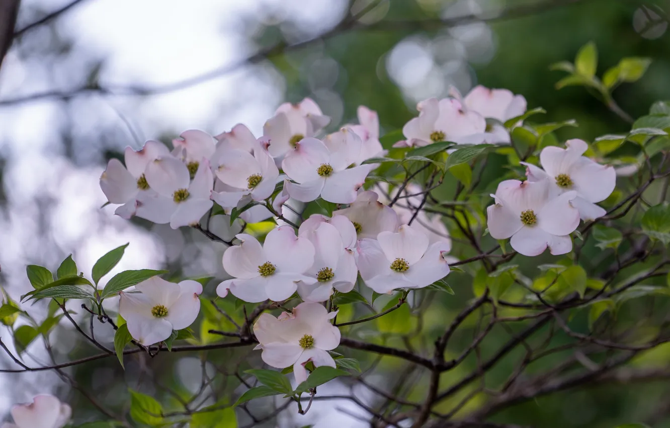 Photo wallpaper leaves, flowers, branches, spring, white, flowering, bokeh, dogwood
