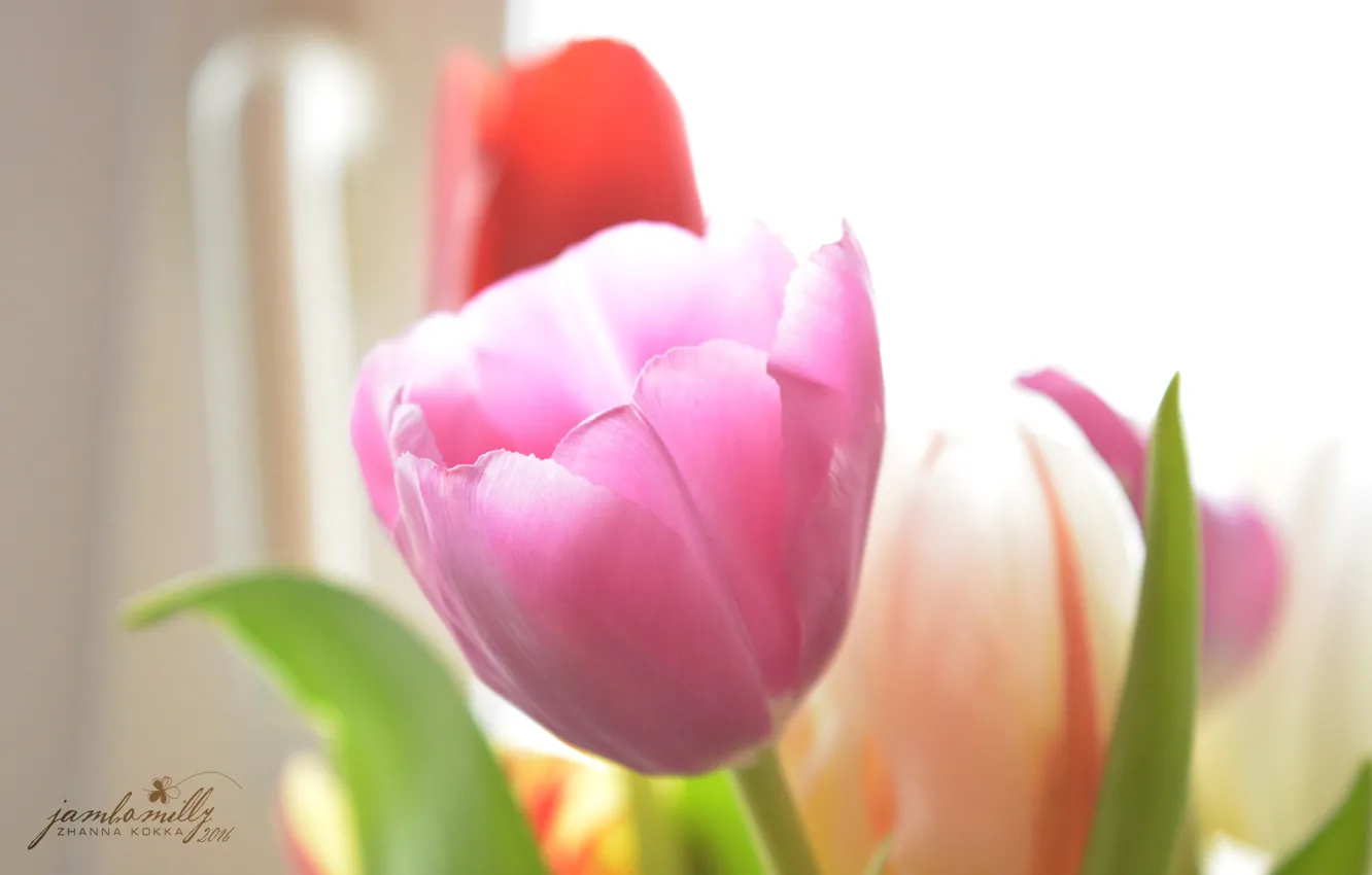 Photo wallpaper flowers, tenderness, Tulip, spring