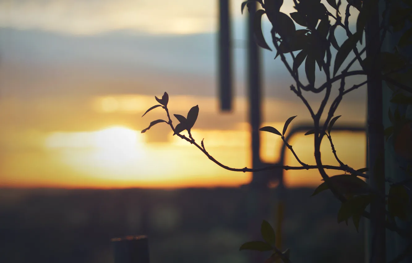 Photo wallpaper leaves, sunset, plant, branch