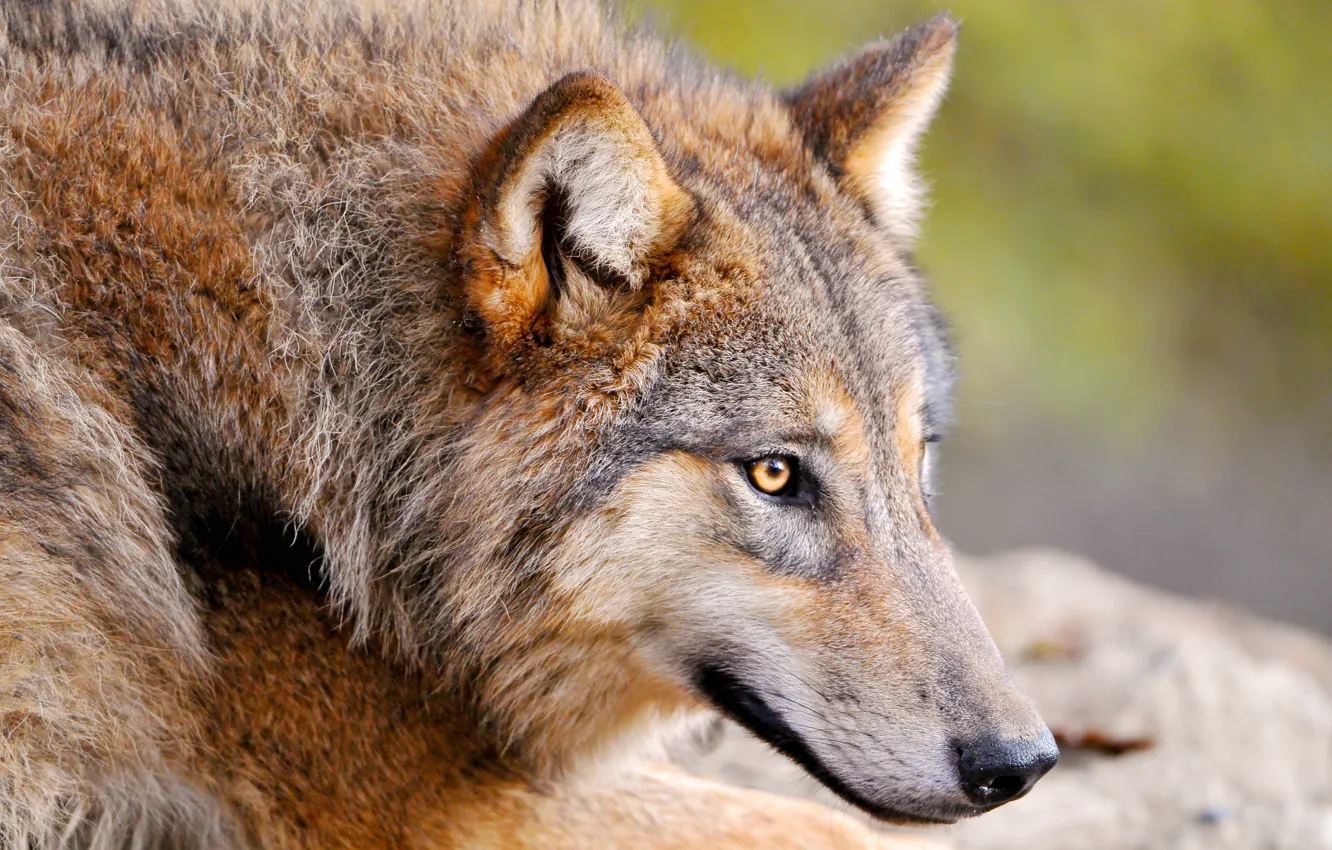 Photo wallpaper animal, wolf, predator