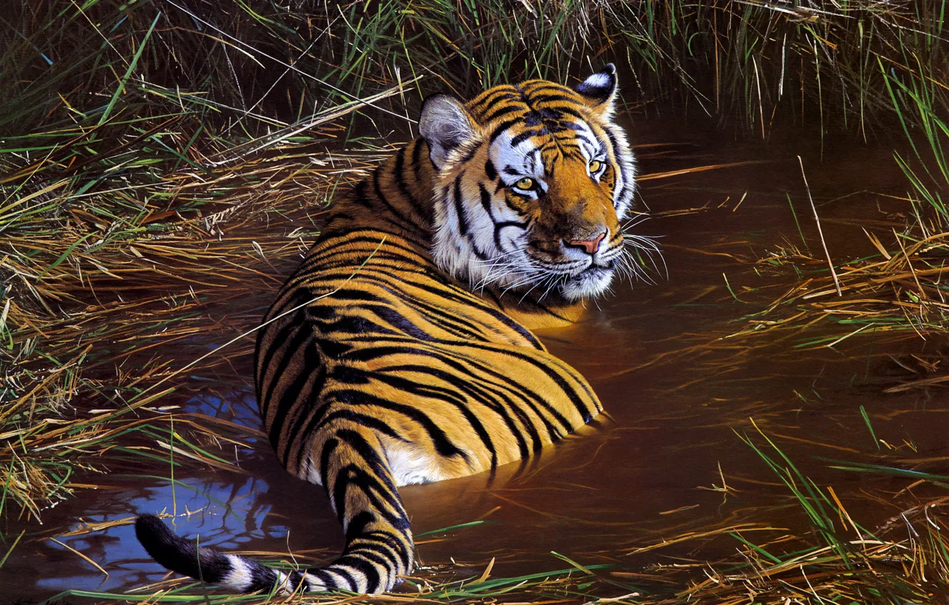 Photo wallpaper look, tiger, figure, picture, bathing, art, painting, pond