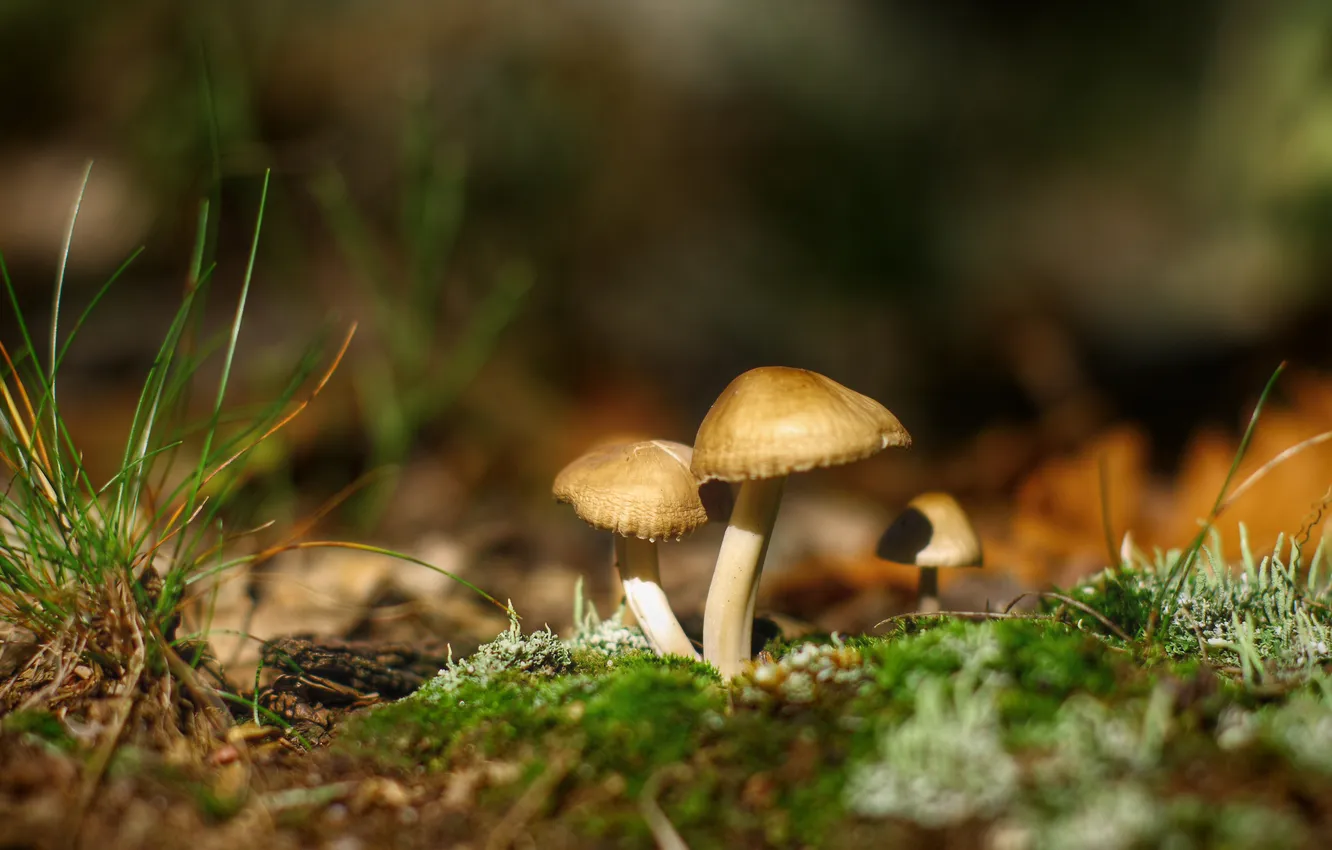 Photo wallpaper autumn, forest, grass, macro, nature, mushrooms, moss, Dry