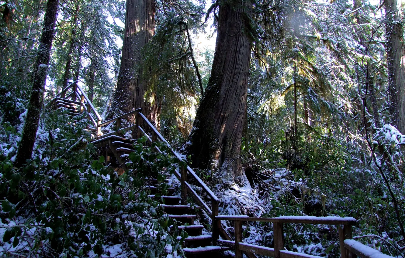 Photo wallpaper forest, snow, trees, branches, Park, Canada, ladder, Ucluelet