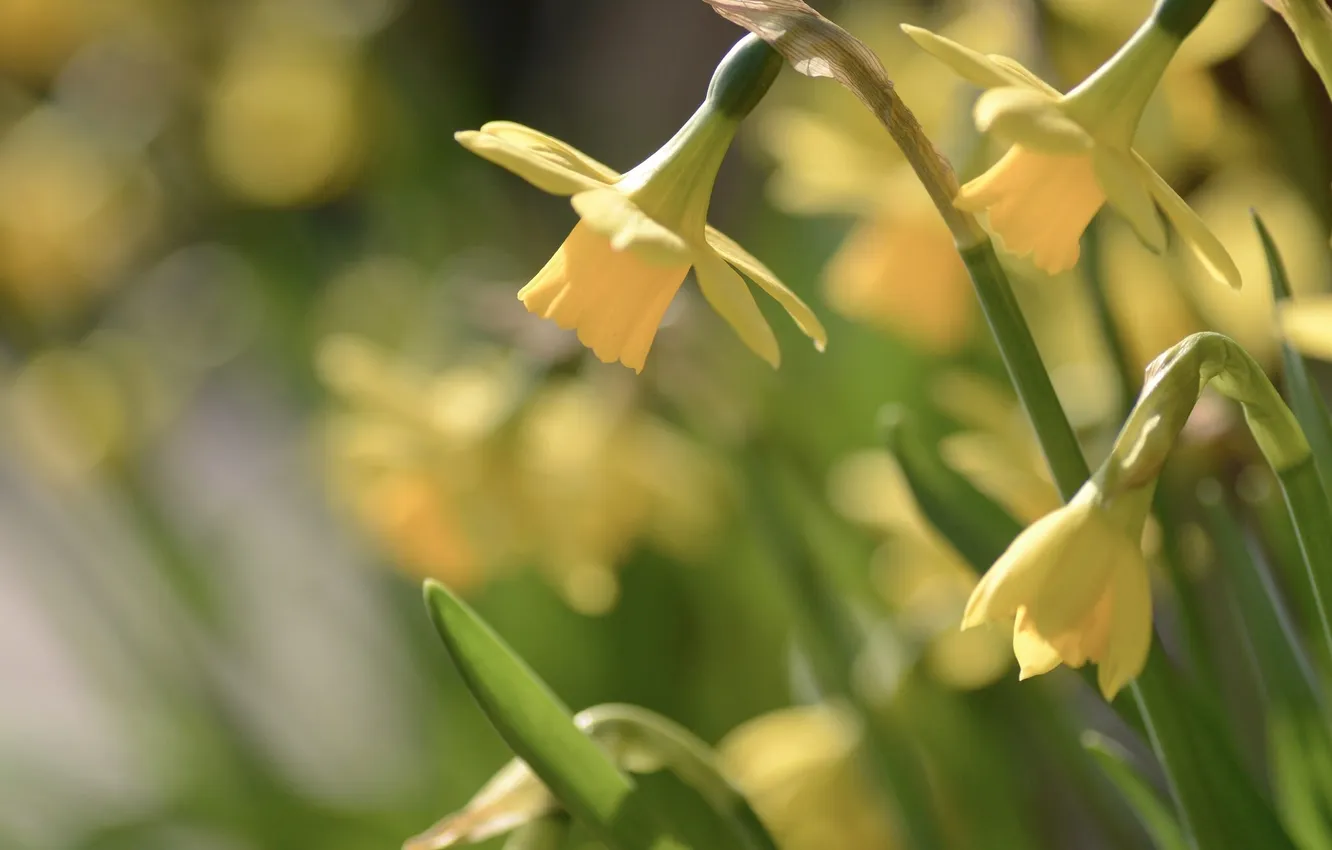 Photo wallpaper macro, daffodils, bokeh