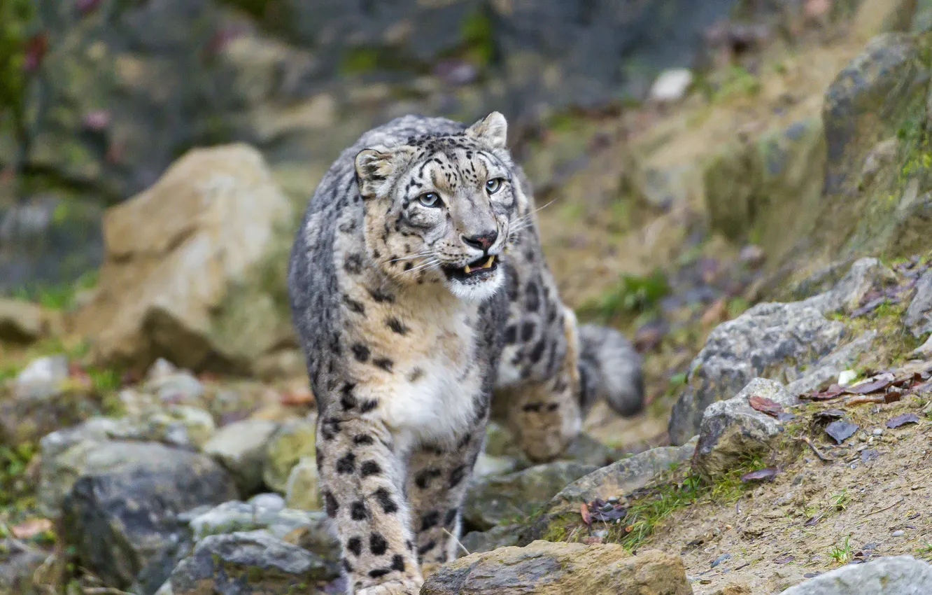 Photo wallpaper cat, IRBIS, snow leopard, ©Tambako The Jaguar