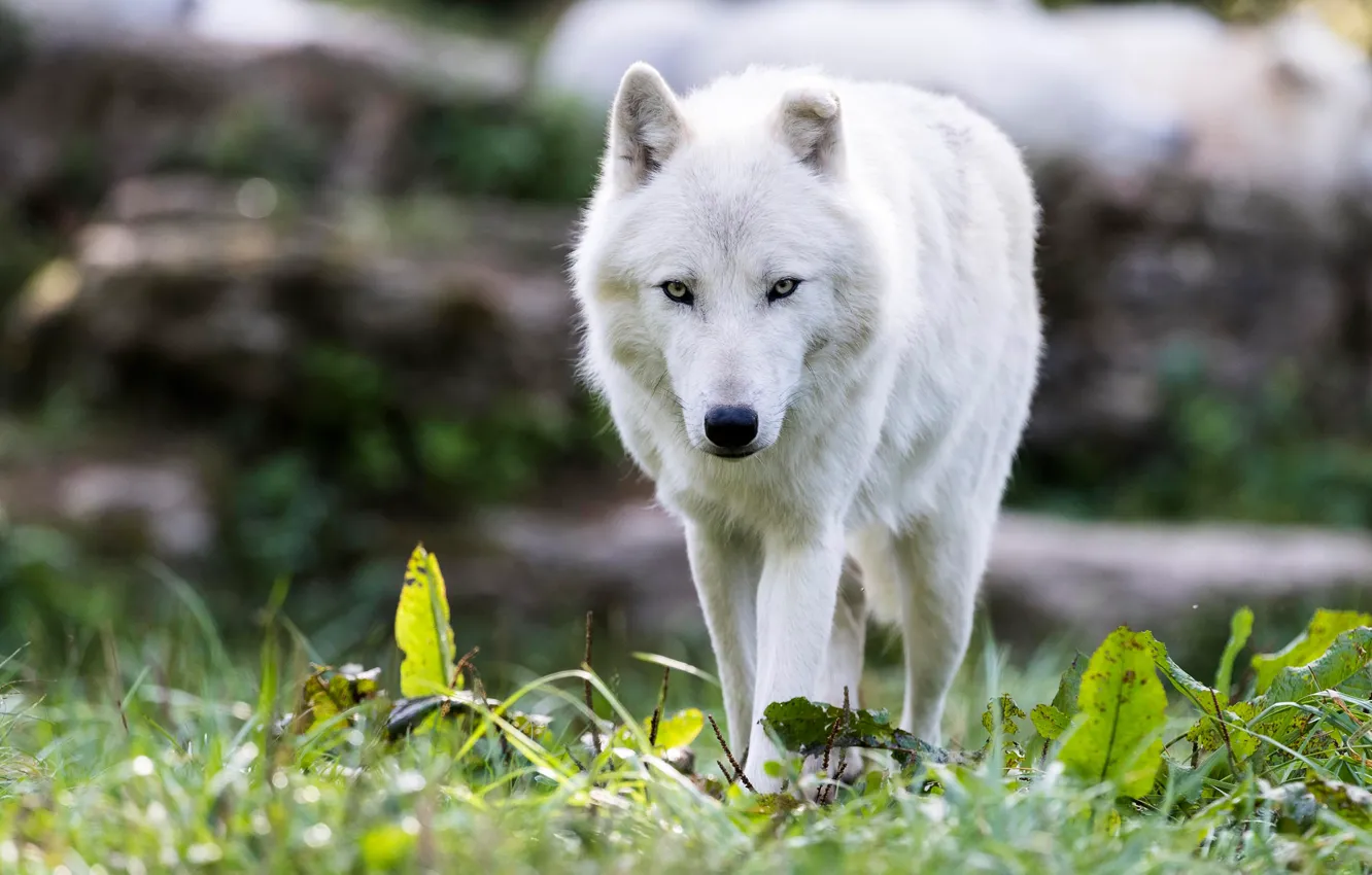 Photo wallpaper white, summer, grass, eyes, look, face, nature, wolf