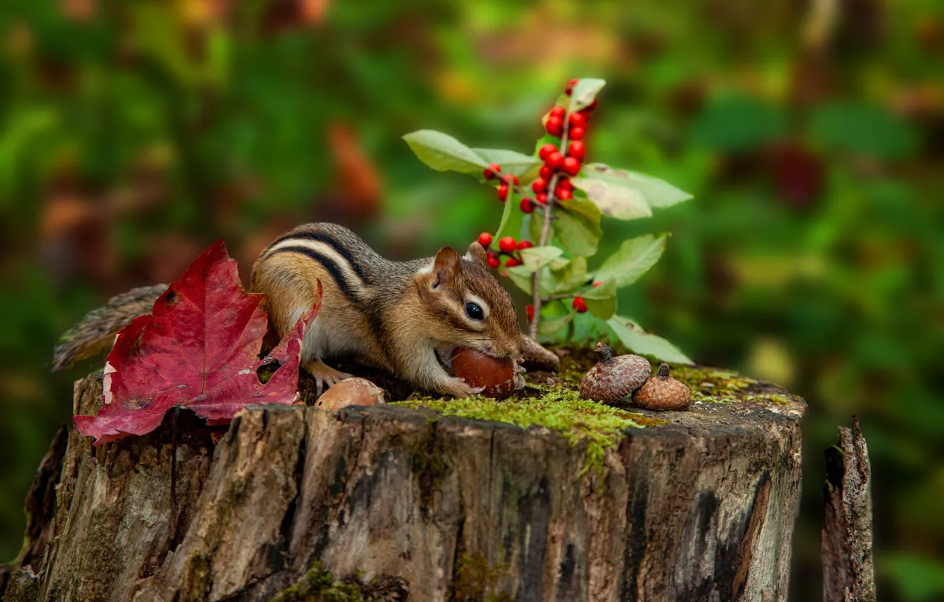 Photo wallpaper berries, stump, Chipmunk, acorns, meal, autumn leaves