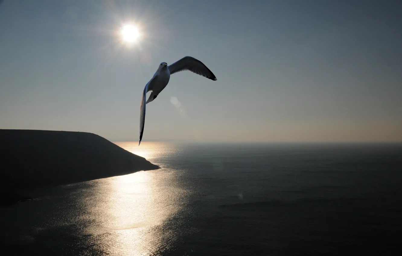 Photo wallpaper sea, the sun, Seagull