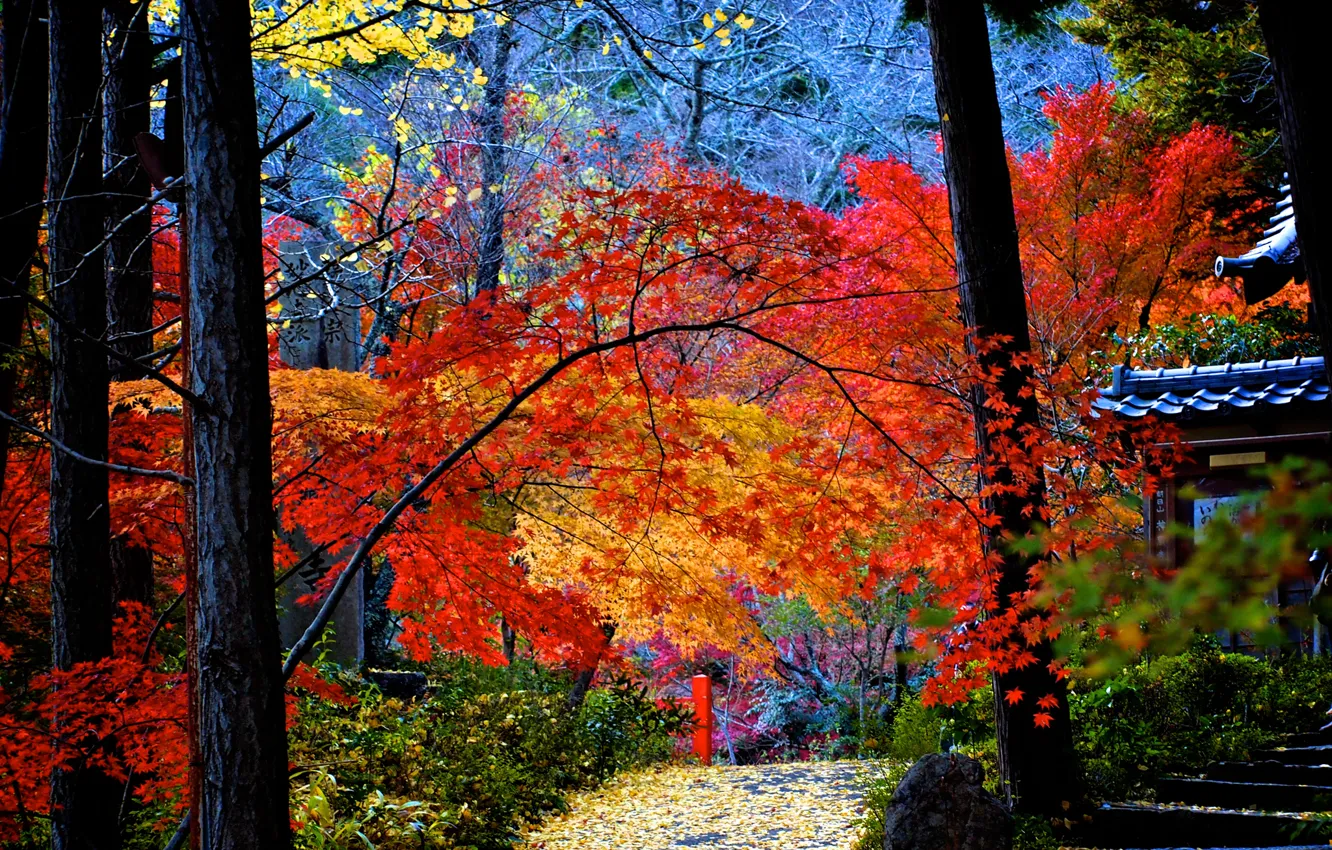Photo wallpaper autumn, trees, house, yard, track