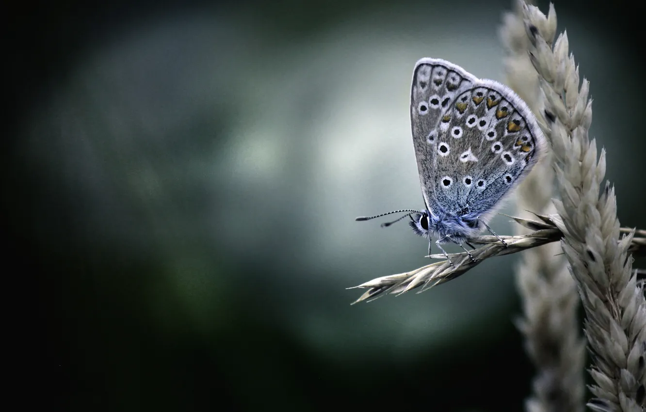 Photo wallpaper macro, background, butterfly, ear, Polyommatus Icarus