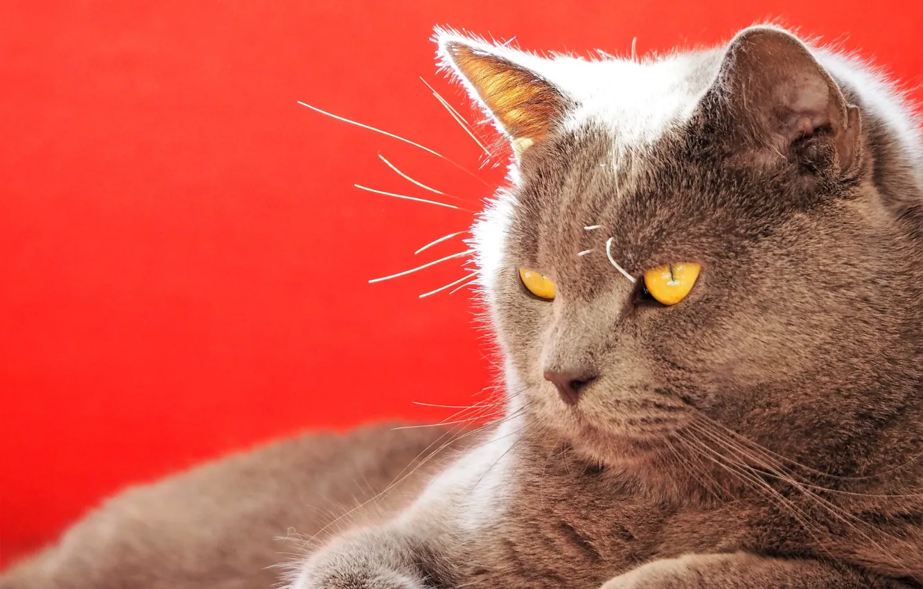 Photo wallpaper cat, muzzle, serious, red background, Kote