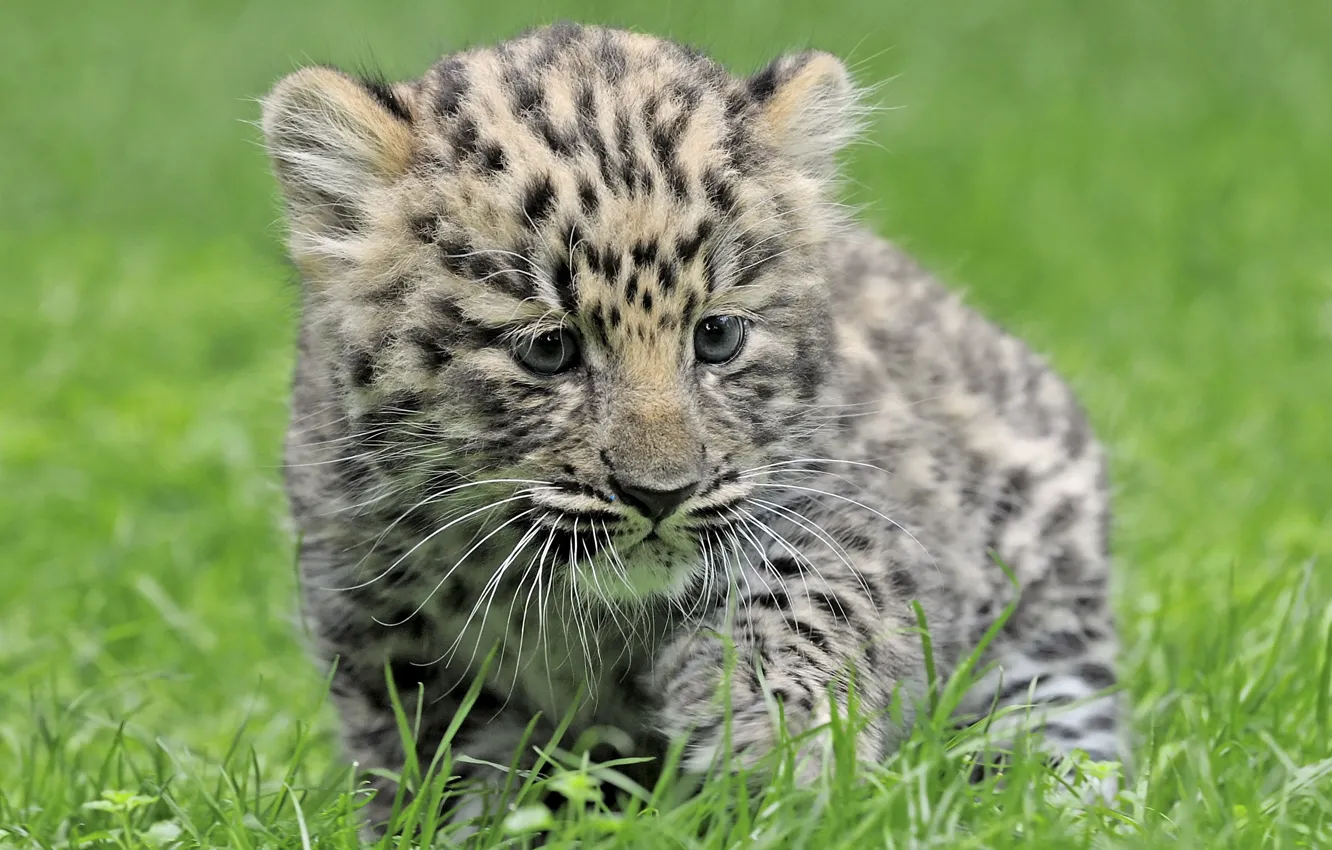 Photo wallpaper grass, baby, leopard