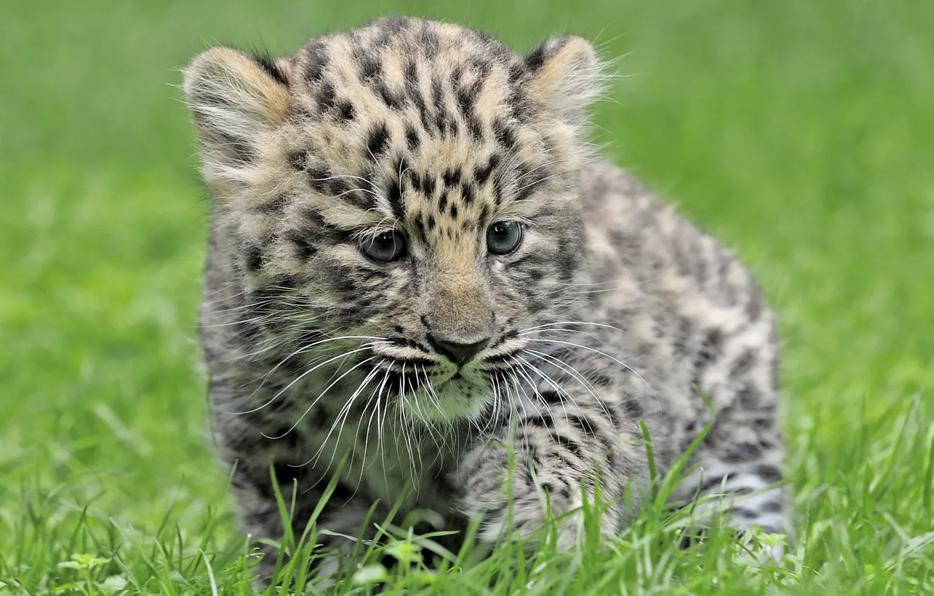 Photo wallpaper grass, Leopard, baby