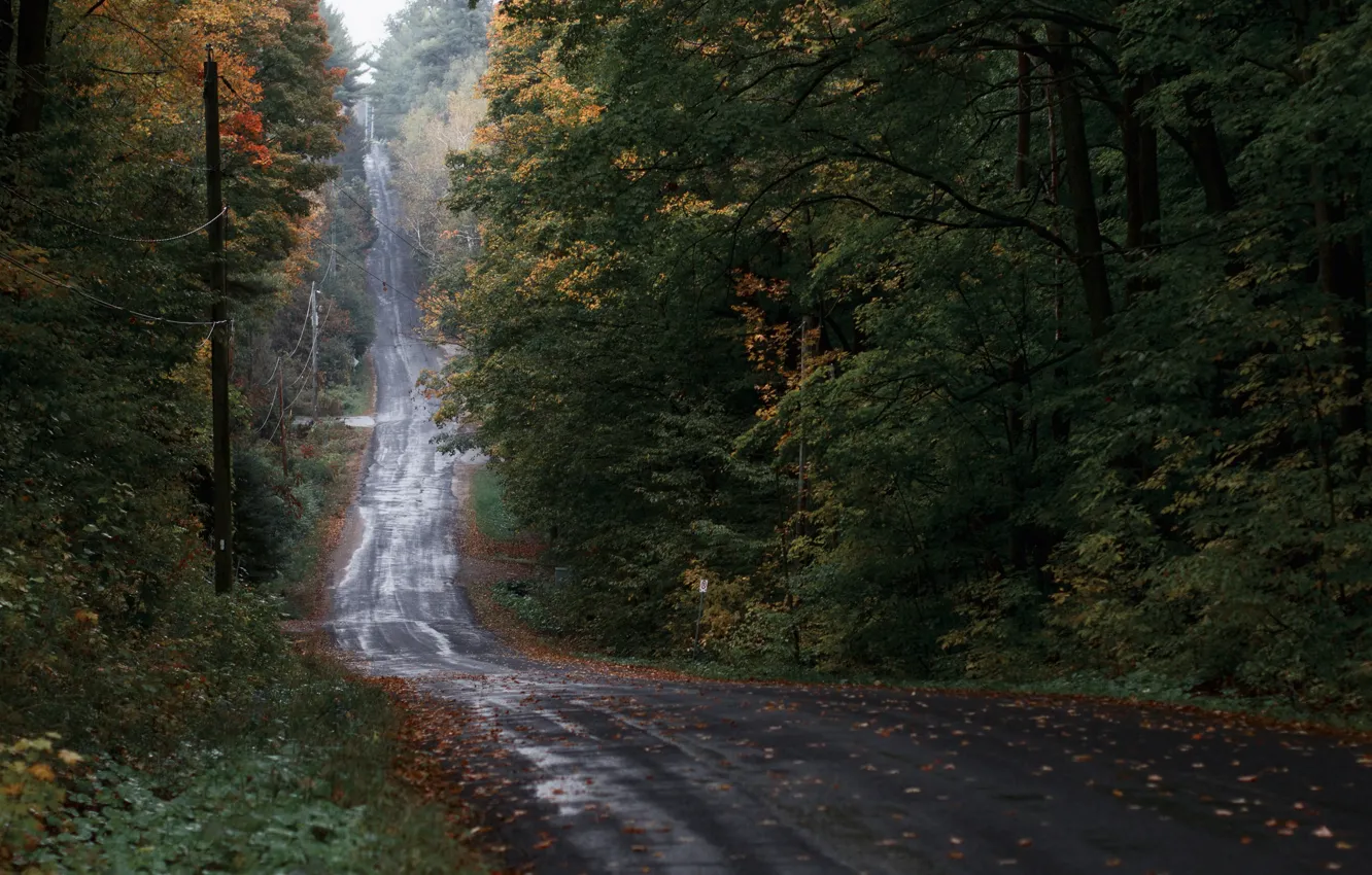 Photo wallpaper road, autumn, forest