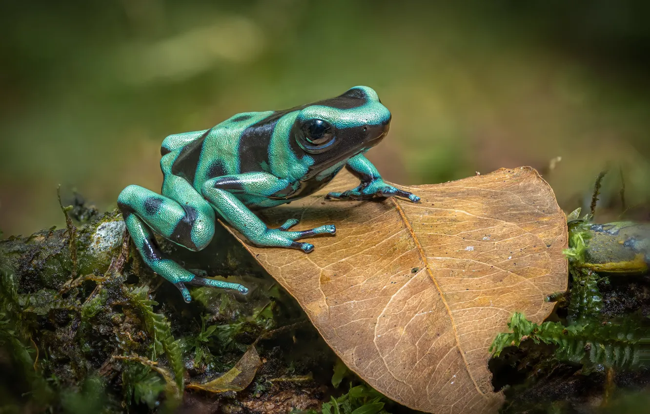 Photo wallpaper leaves, frog, the coloring tree climber