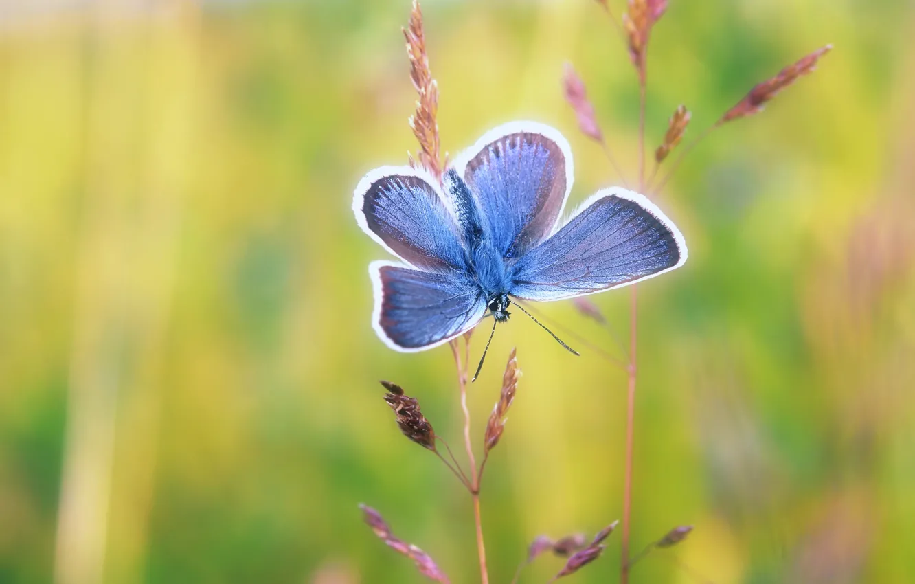 Photo wallpaper macro, background, butterfly, insect, stems, blue