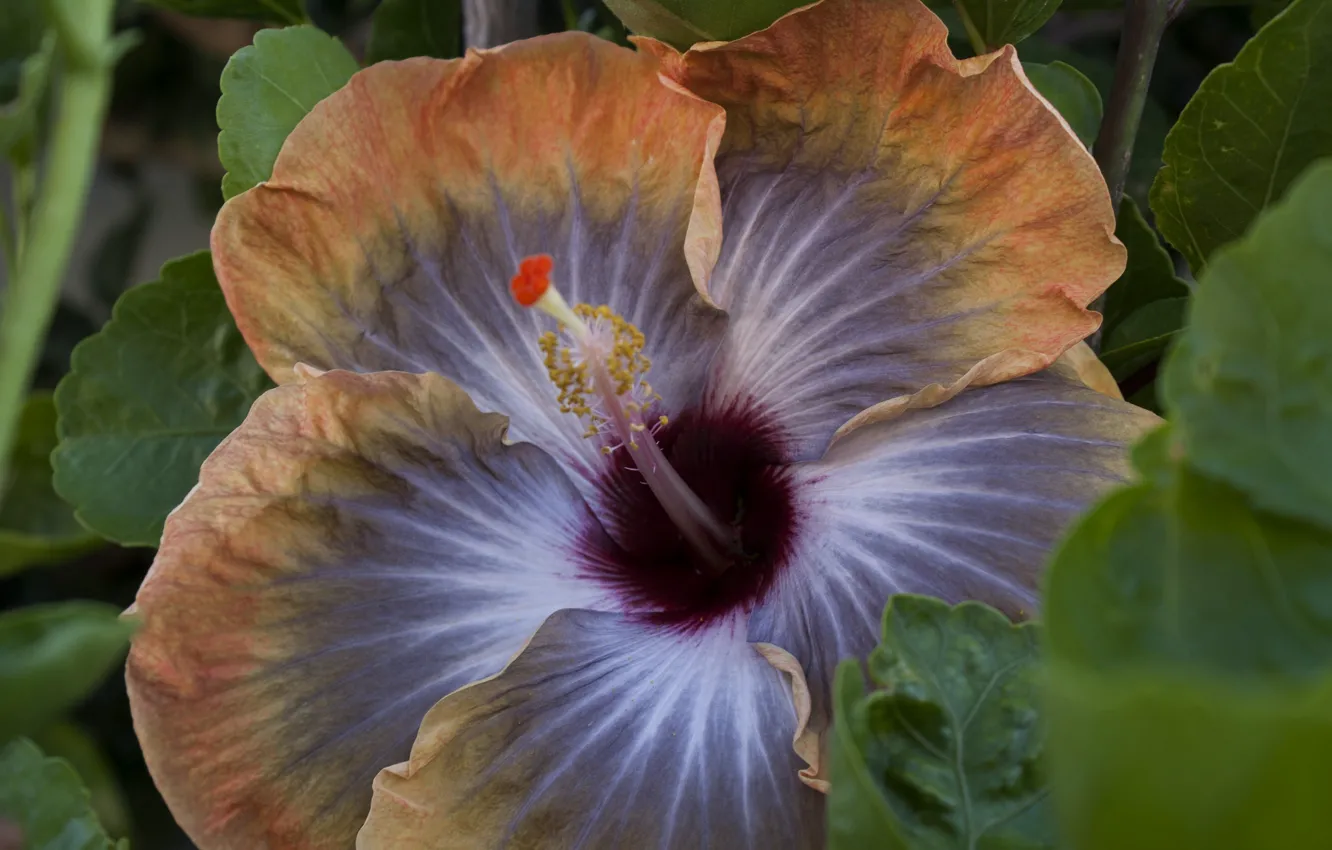 Photo wallpaper macro, petals, hibiscus