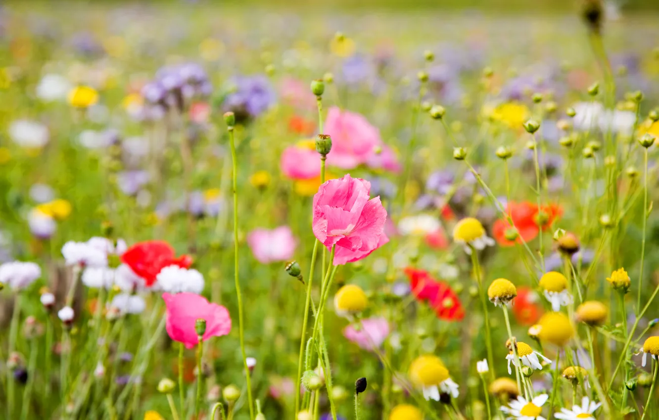 Photo wallpaper field, flowers, bokeh