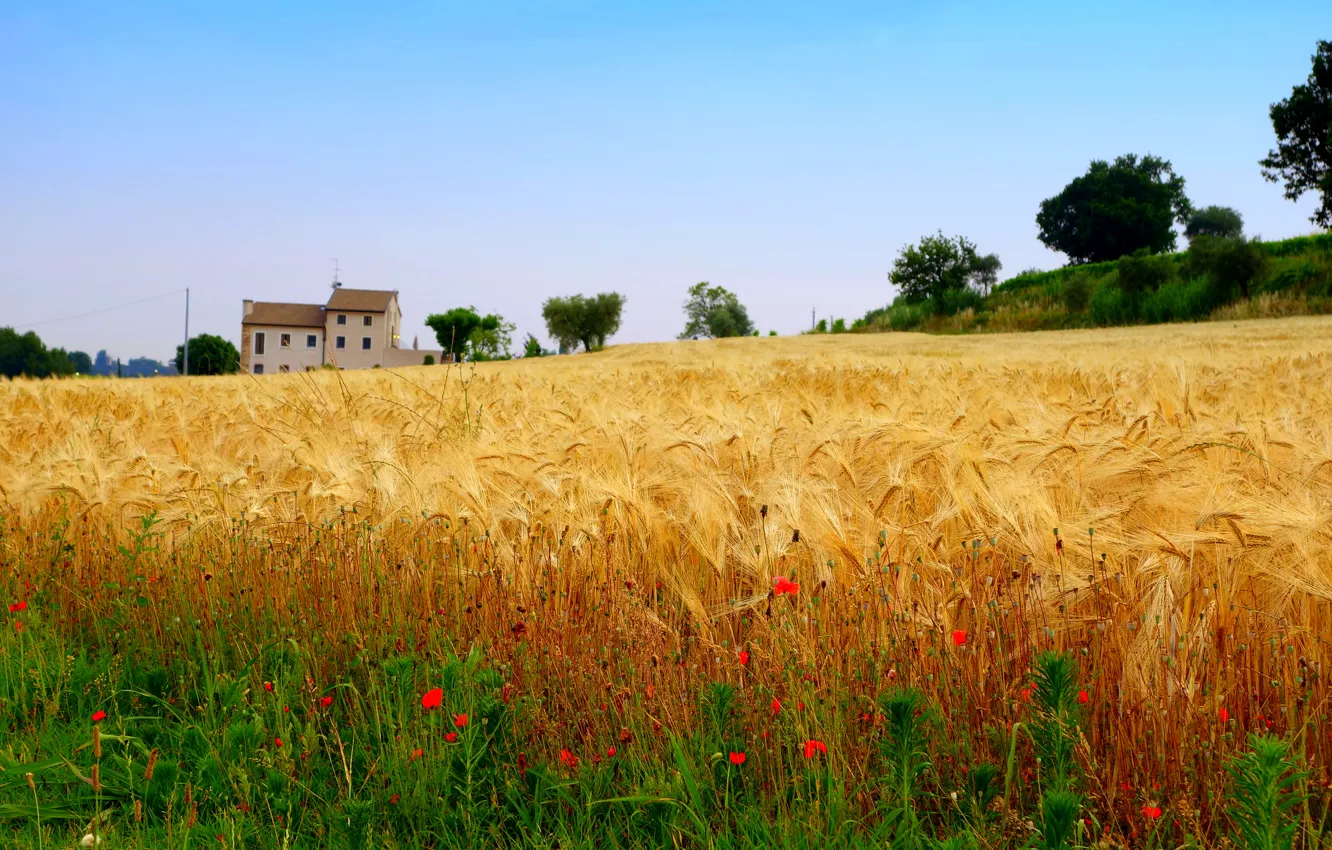 Photo wallpaper field, flowers, house, Maki, slope, harvest