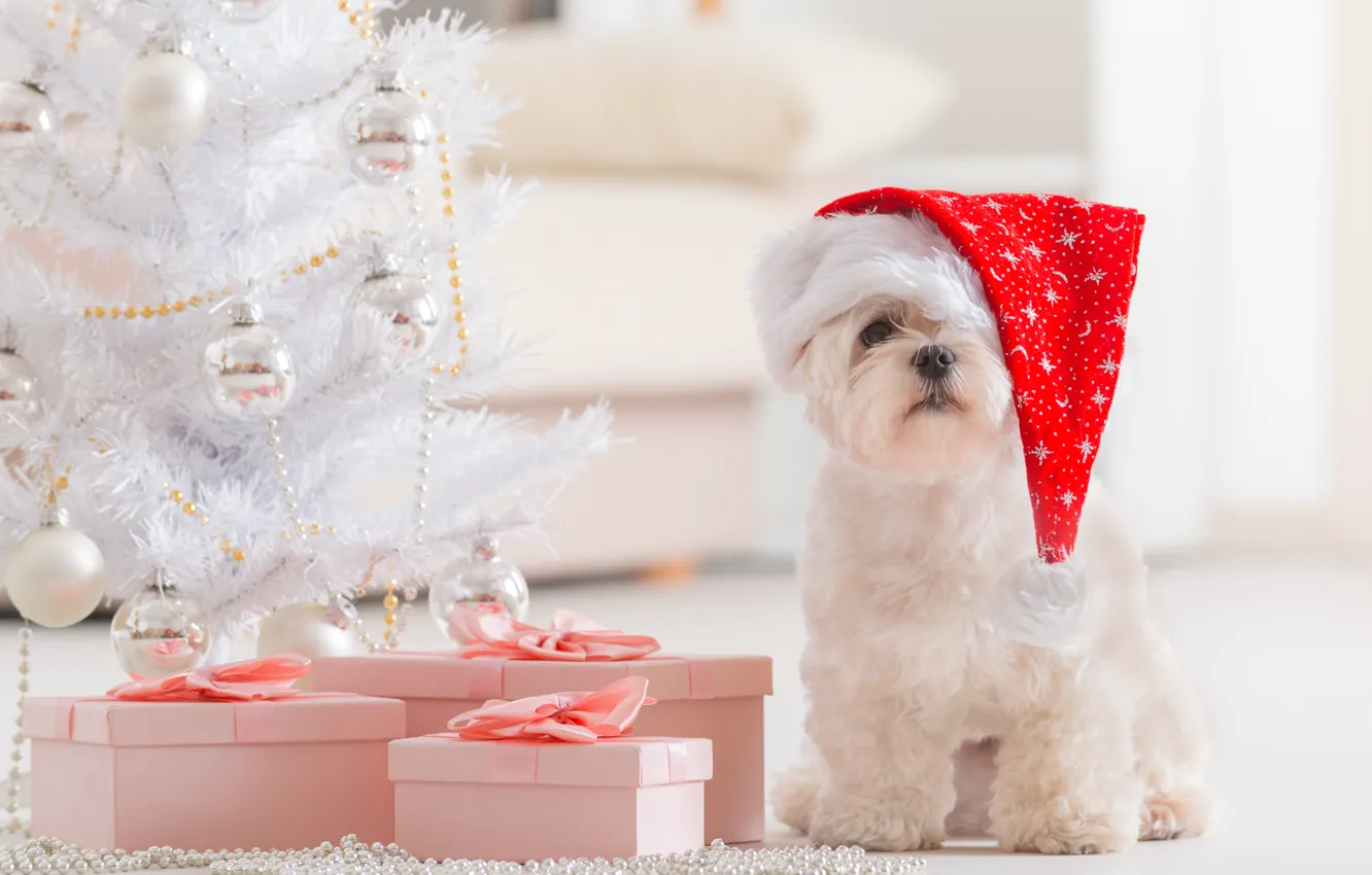 Photo wallpaper holiday, new year, dog, Christmas