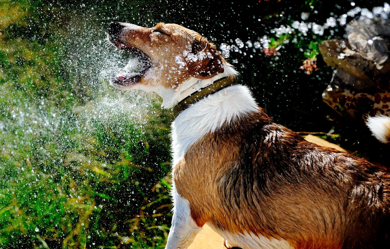 Photo wallpaper summer, water, squirt, dog