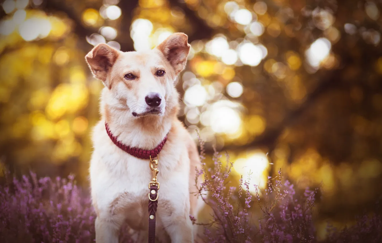 Photo wallpaper look, each, dog