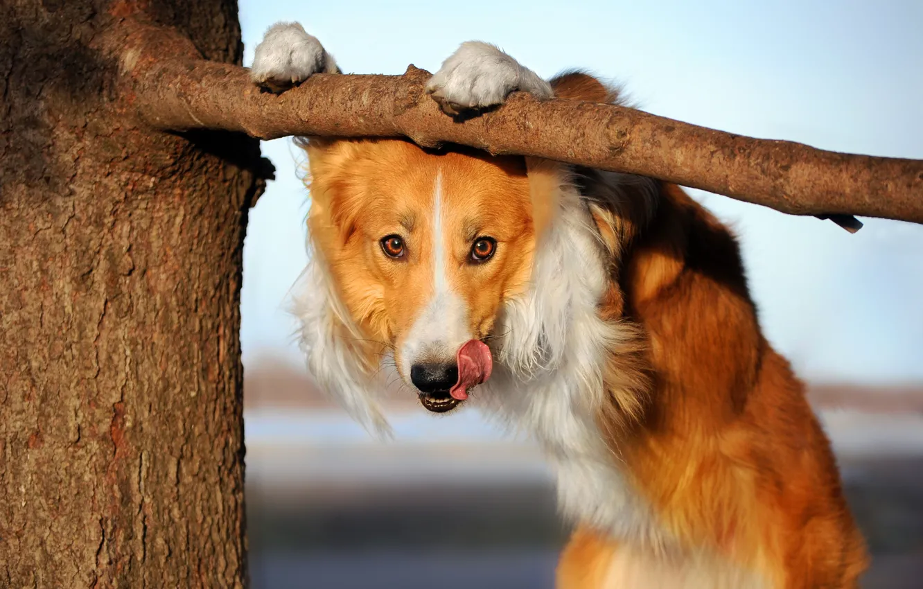Photo wallpaper look, trees, branches, dog, paws, is, collie, Ksenia Raykova