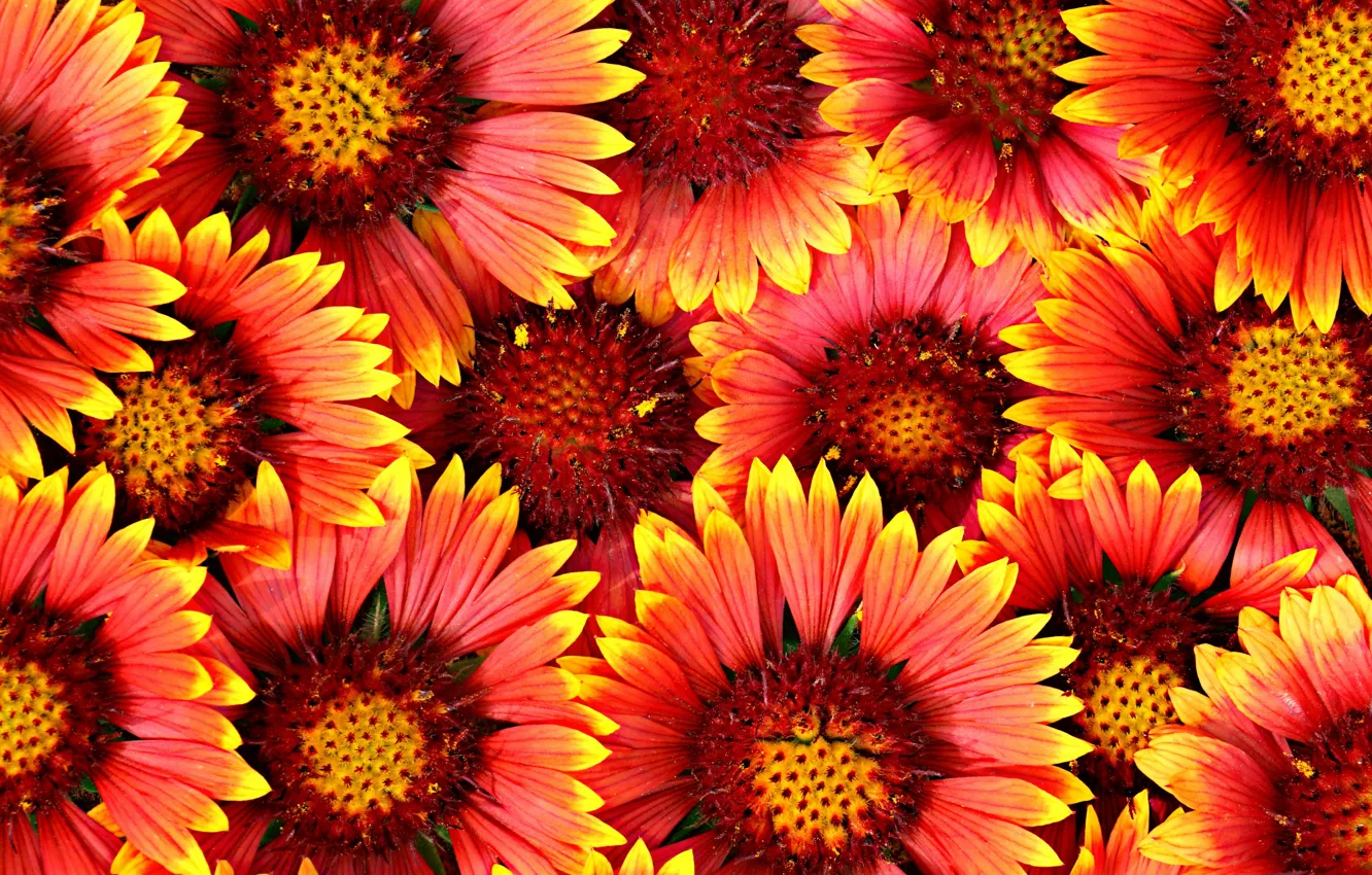 Photo wallpaper flowers, background, texture, gaylardiya