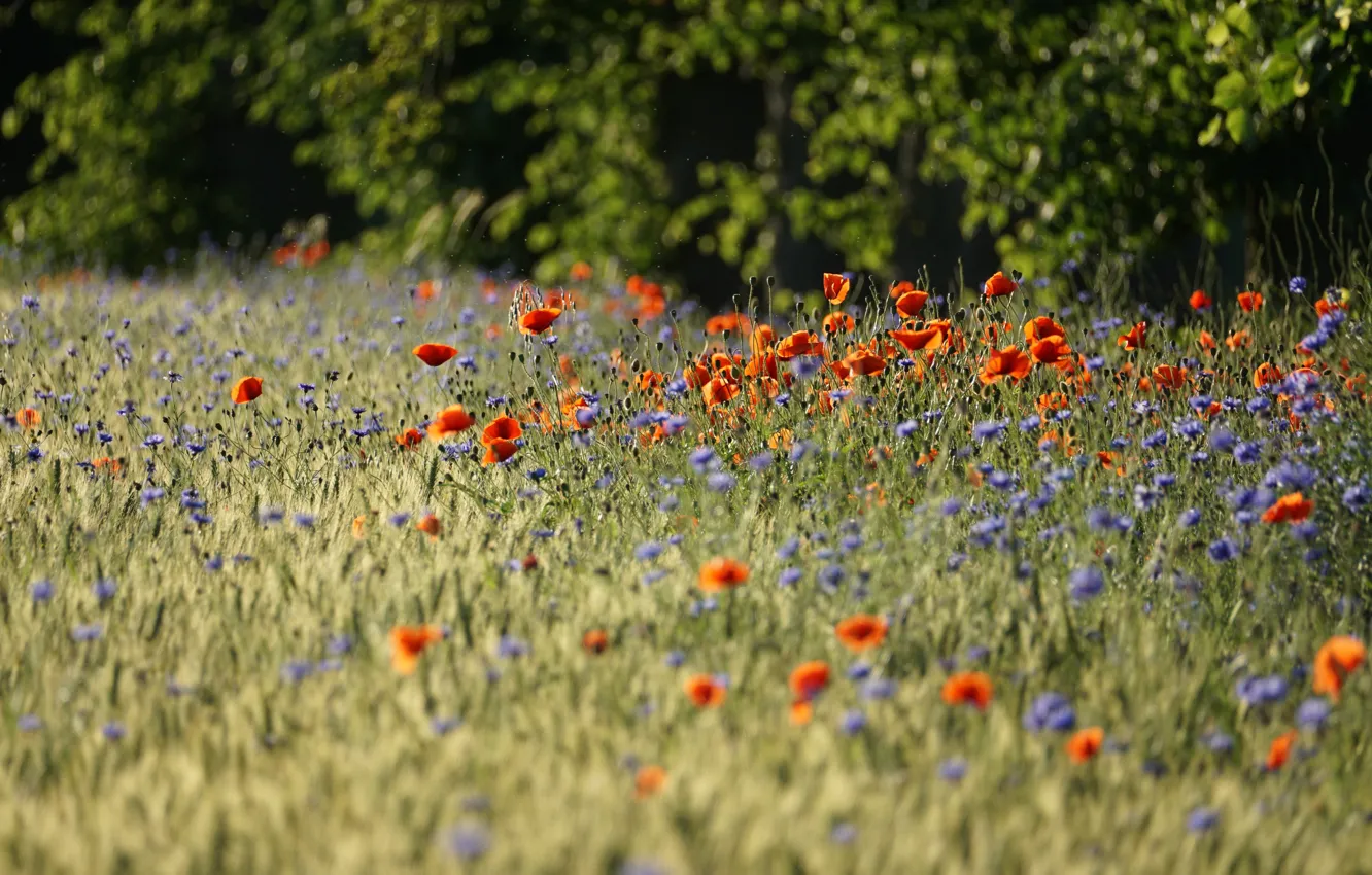Photo wallpaper field, flowers, glade, Maki, cornflowers