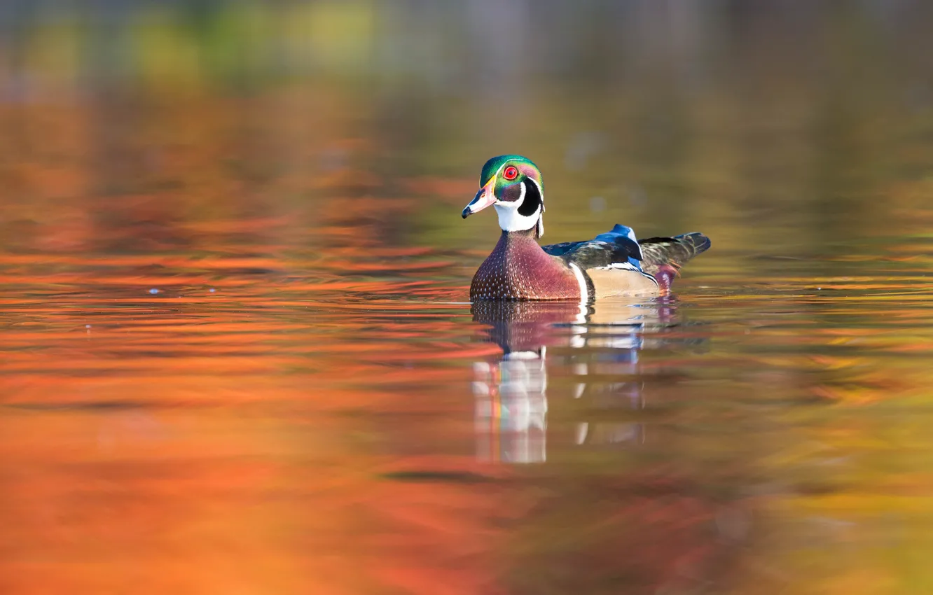 Photo wallpaper water, bird, duck, pond, swimming, karolinka, Caroline