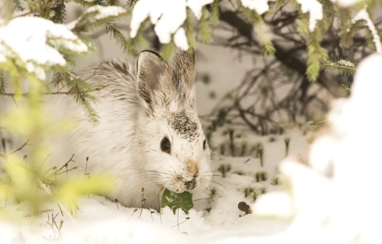 Photo wallpaper winter, snow, rabbit