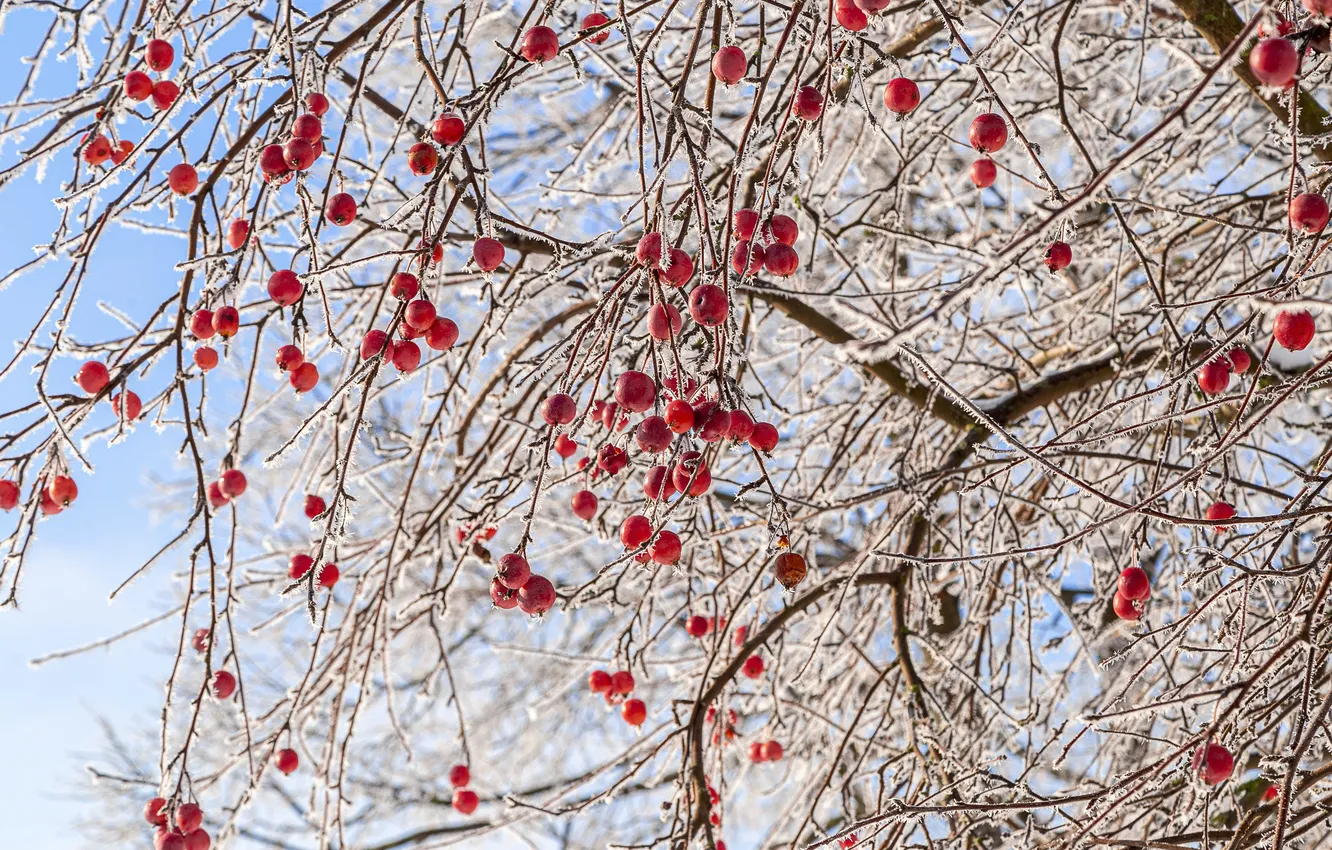 Photo wallpaper winter, frost, branches, nature, tree, apples, fruit, red