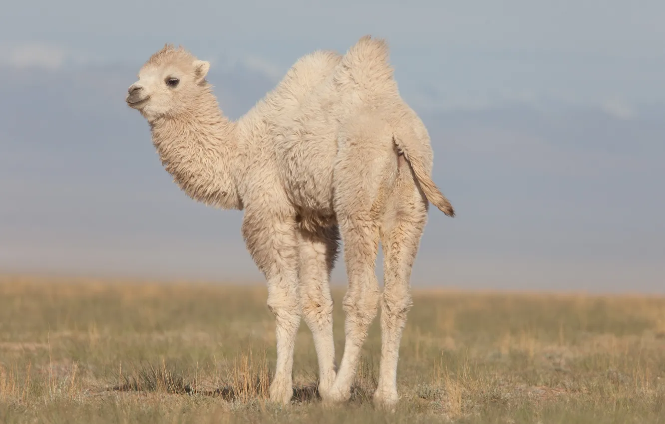 Photo wallpaper animals, brown, asia, backgrounds, baby, camel, calf, arid