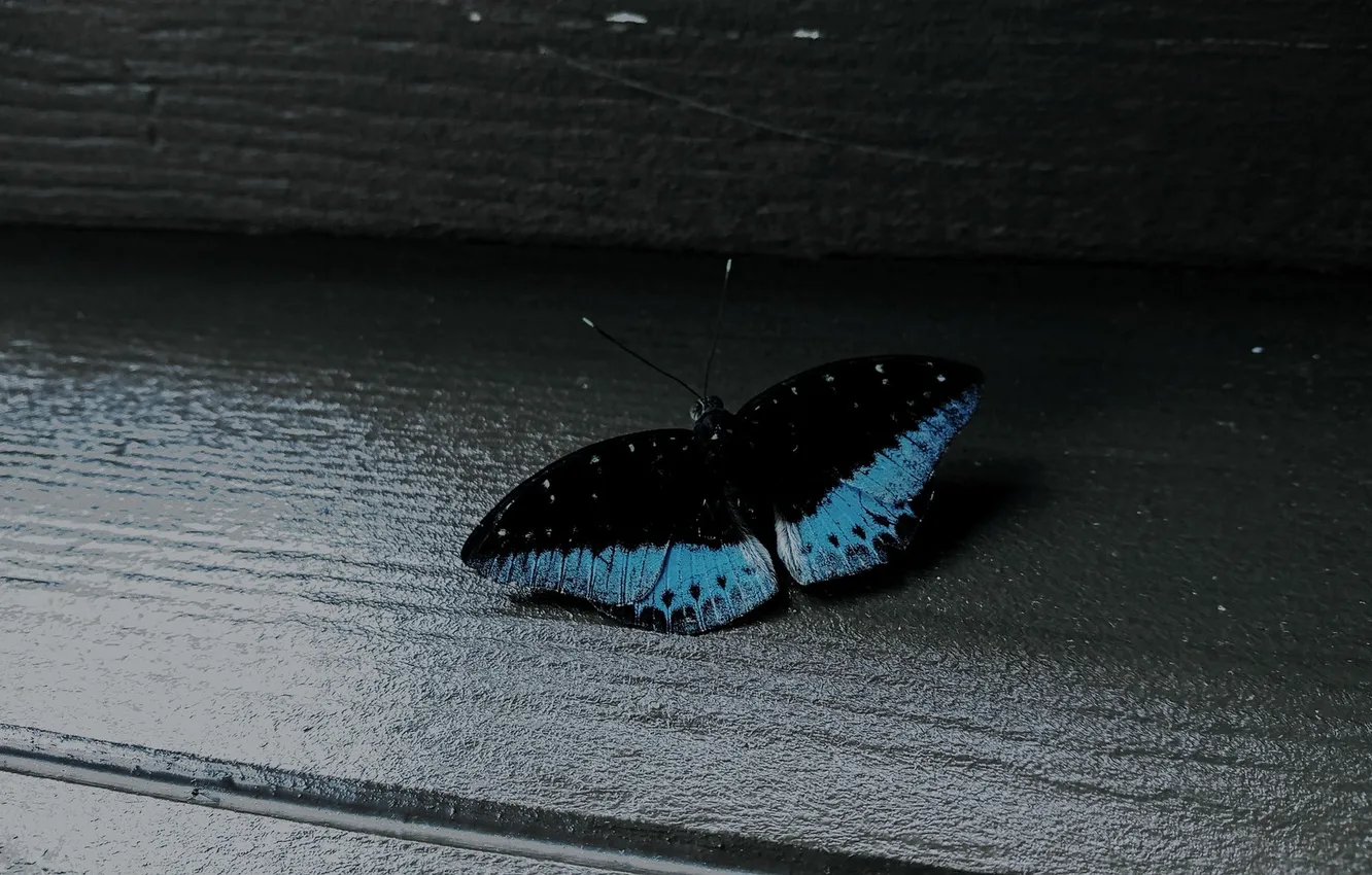 Photo wallpaper macro, butterfly, wings, beautiful, closeup