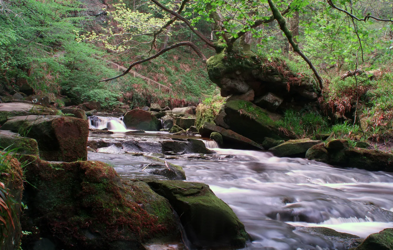 Photo wallpaper forest, river, stones, moss, stream, thresholds