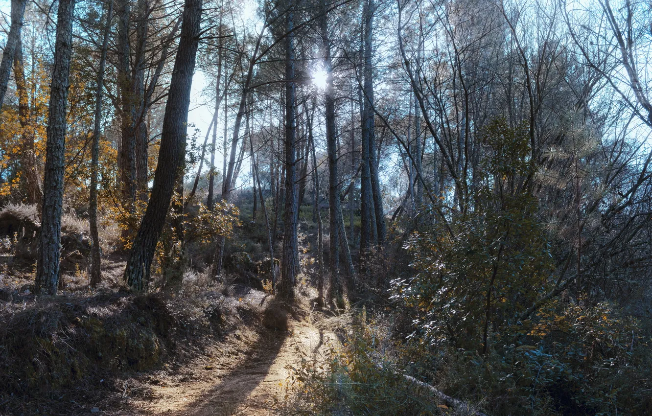Photo wallpaper forest, the sun, rays, path