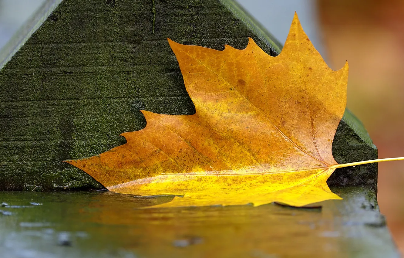 Photo wallpaper wet, autumn, leaves, bench, photo, rain, moisture, shop